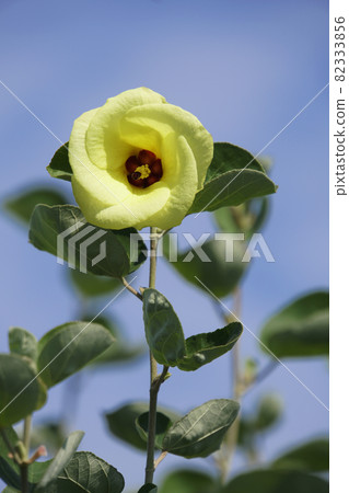 向著秋天的天空綻放的黃色浜花 向著秋天的天空綻放的黃色浜花 82333856