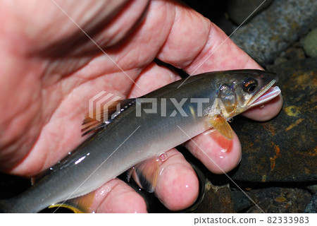 剛剛掛起來的天然香魚 82333983