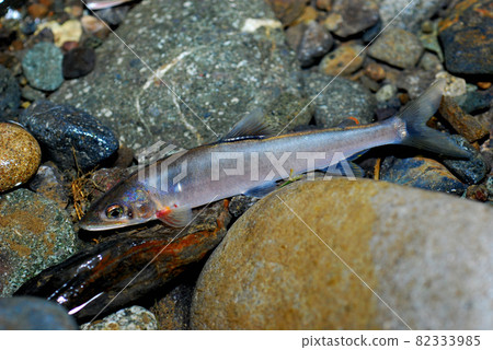 剛剛掛起來的天然香魚 82333985