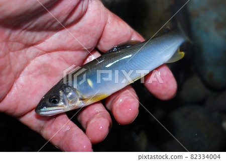 Natural sweetfish that has just been hung and taken in Natural sweetfish that has just been hung and taken in 82334004