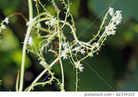 福島縣只見町的姬子花 福島縣只見町的姬子花 82334103