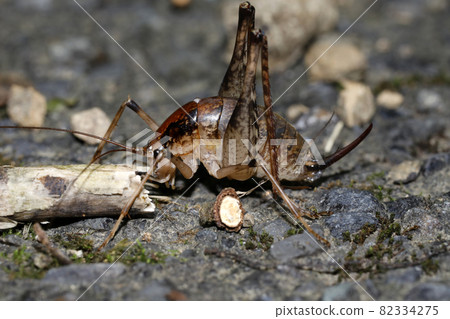 木下馬 木下馬 82334275