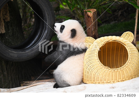 喜歡輪胎的小灰熊貓 82334609