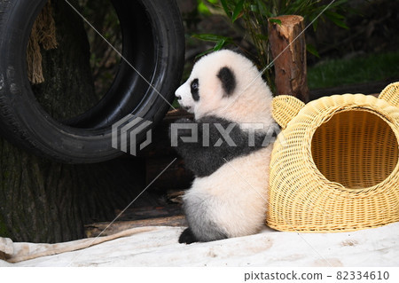 喜歡輪胎的小灰熊貓 82334610