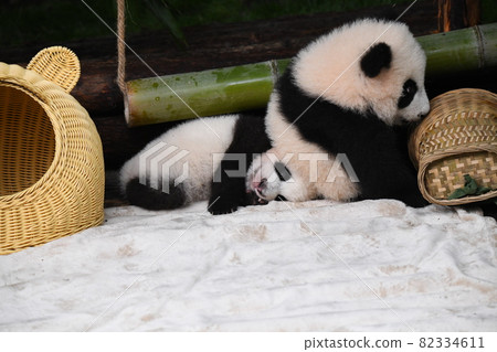 一隻不介意被屁股踩到的熊貓寶寶 82334611