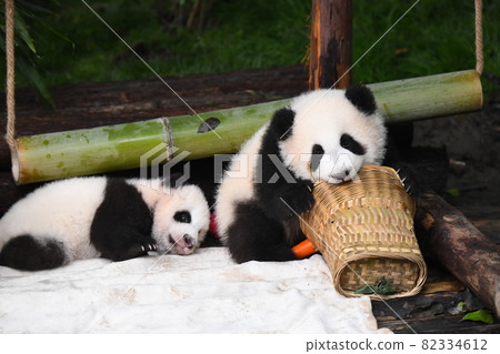 咀嚼柳條垃圾桶的熊貓寶寶 咀嚼柳條垃圾桶的熊貓寶寶 82334612