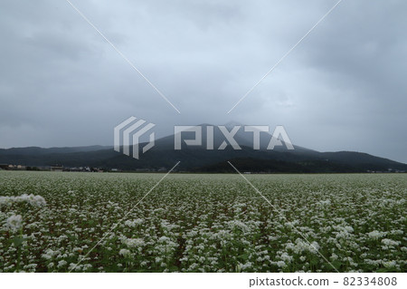 筑波山腳下的清晨蕎麥田 筑波山腳下的清晨蕎麥田 82334808