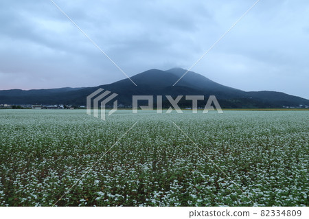 Early morning buckwheat field at the foot of Mt. Tsukuba Early morning buckwheat field at the foot of Mt. Tsukuba 82334809