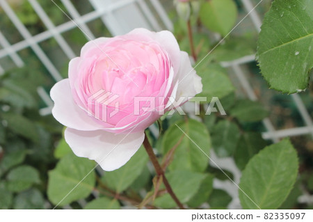 Rose pink rose Rose pink rose 82335097