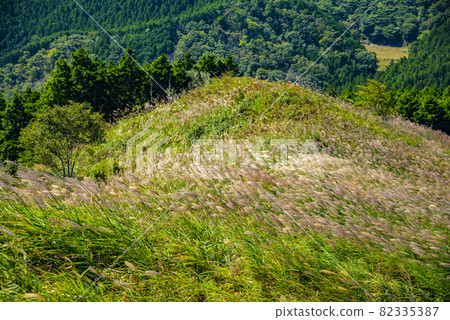 A horde of Japanese pampas grass swaying in the autumn breeze A horde of Japanese pampas grass swaying in the autumn breeze 82335387