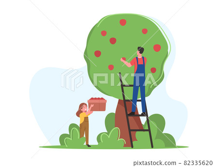 Farmers Family Father and Daughter Pick Apple Harvest to Basket in Orchard. Gardener Characters Harvesting Ripe Fruits 82335620