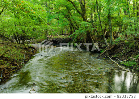 Clear stream flowing through the Kurodake virgin forest 82335758
