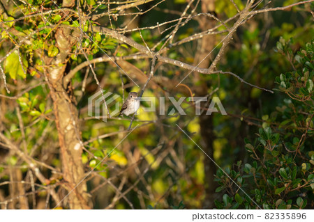 Brown flycatcher 01 that stopped at the summit of Mt. Naruto on the way to Mt. 82335896