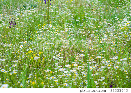 Beautiful summer floral background with delicate white Beautiful summer floral background with delicate white 82335943