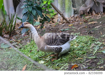 Chinese goose in the garden Chinese goose in the garden 82336099