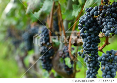 Hakushu-cho, Hokuto City, Viticulture for brewing 82336247