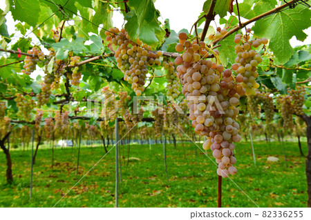 Hakushu-cho, Hokuto City, Viticulture for brewing 82336255