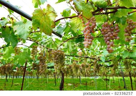 Hakushu-cho, Hokuto City, Viticulture for brewing Hakushu-cho, Hokuto City, Viticulture for brewing 82336257