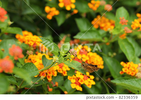 Skipper and lantana flower buds Skipper and lantana flower buds 82336359