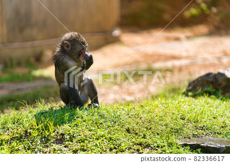 Monkey bathing Monkey bathing 82336617