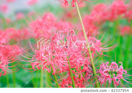 Cluster amaryllis in full bloom 82337954