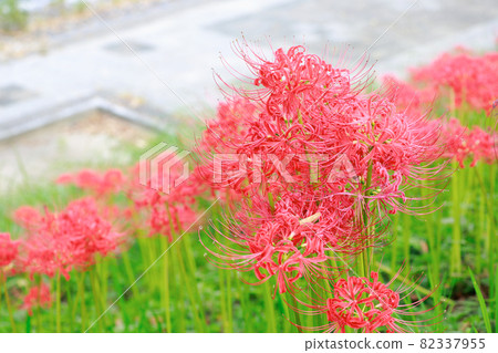 Cluster amaryllis in full bloom Cluster amaryllis in full bloom 82337955