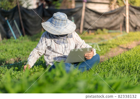 Thai farmer is using a laptop computer in a fresh morning glory vegetable farm, organic healthy food and technology concept, select focus shallow depth of field Thai farmer is using a laptop computer in a fresh morning glory vegetable farm, organic healthy food and technology concept, select focus shallow depth of field 82338132
