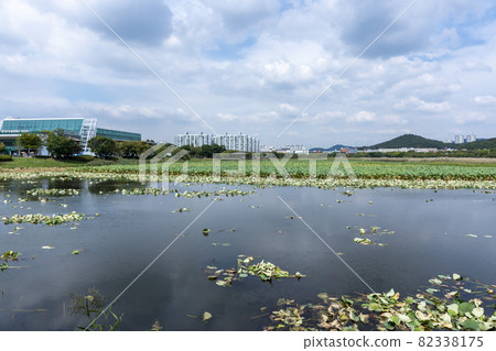 京畿道安山市華郎湖 京畿道安山市華郎湖 82338175