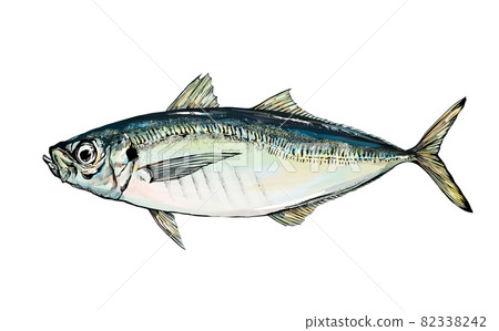 竹莢魚插圖--透明背景--剪出 82338242