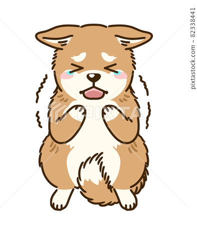 Frightened shiba inu 82338441