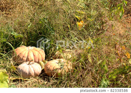 Jumbo pumpkin in the grass 82338586