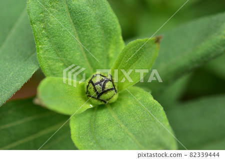 The bud of a bamboo grass The bud of a bamboo grass 82339444