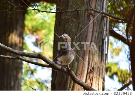 Mandarin duck in the spring forest Mandarin duck in the spring forest 82339458