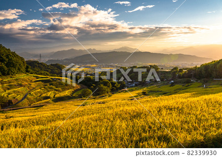 《長野縣》黃金鄉、稻倉梯田 82339930