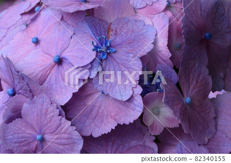 hydrangea flower hydrangea flower 82340155