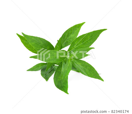 Andrographis paniculata plant on white background. Andrographis paniculata plant on white background. 82340174