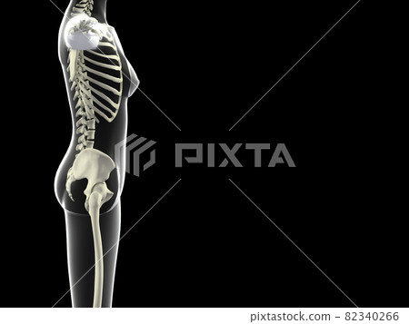 Human skeleton female bone skeleton CG human body 82340266