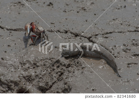 Ariake Sea tideland scenery Ariake Sea tideland scenery 82341680