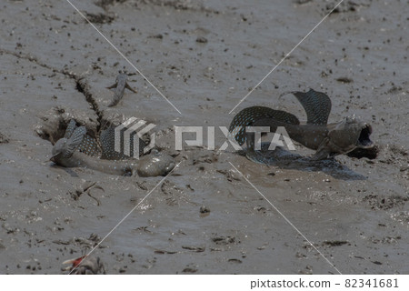 Ariake Sea tideland scenery 82341681