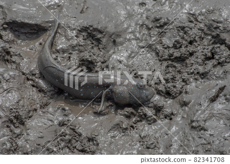 Ariake Sea tideland scenery Ariake Sea tideland scenery 82341708