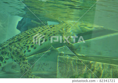 大鱷魚 82341721