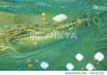 Large crocodile mouth Large crocodile mouth 82341722