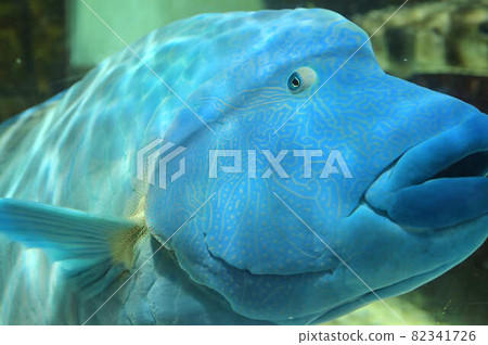 Napoleonic fish eyeglasses 82341726