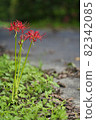Cluster amaryllis on the shoulder 82342085
