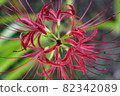 Cluster amaryllis 82342089