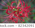 red  82342091