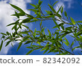 Bamboo leaves 82342092