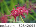 Cluster amaryllis spreading 82342093