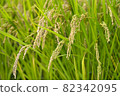 Rice 82342095