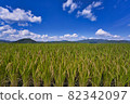 Empty rice farming 82342097